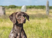 Pet pooch becomes face  of insurance company