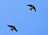 Swallow spotting a sure sign that spring is in the air