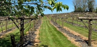 After a dormant winter, grapes start to swell for vineyard near Whitland