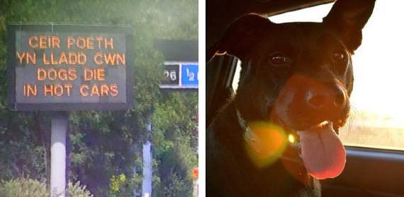 ‘Dogs die in hot cars’ campaign message to feature on Wales’ road warning signs