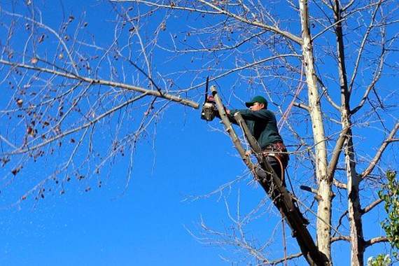 Proposal to replace council felled trees with three new ones approved by cabinet