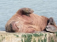 RSPCA urge walrus watchers to continue to ‘socially distance’ from Wally