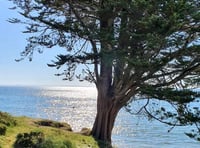 Fundraising campaign to save Saundersfoot’s ‘lonely tree’ surpasses target within hours