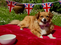 RSPCA offers advice for pet owners ahead of the long weekend 