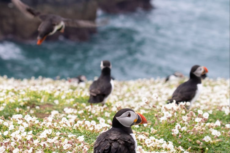 Puffins on Skomer Island, Pembrokeshire