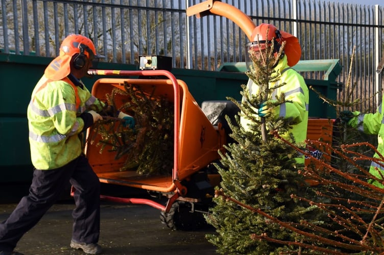 Christmas tree shredding