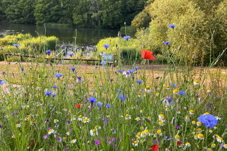 Wild flowers at Pembroke