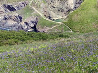 Funding for landowners boosting biodiversity on Pembrokeshire Coast