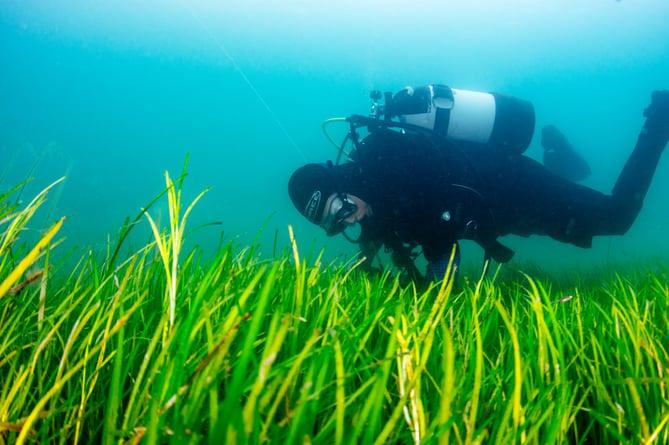 Volunteer divers from Project Seagrass gathering seagrass - eelgrass (Zostera marina) - seeds from the seabed. Porthdinllaen, Wales. UK.

Sky Ocean Rescue, WWF and Swansea University are launching the biggest seagrass restoration project ever undertaken in the UK. Seagrass Ocean Rescue involves the collection of one million seeds from various locations in England and Wales, including Porthdinllaen, on the LlÅ·n Peninsula in Wales, where we captured a team of volunteers gathering seeds. The plan is to plant the seeds over two hectares later in the year in Wales, following consultations with local stakeholders.

It is hoped that Seagrass Ocean Rescue will lead the way for the mass recovery of seagrass in the UK, where we have lost up to 92 per cent of our seagrass in the last century. Seagrass can help to answer some of the worldâs most pressing environmental concerns, including the climate emergency and declining fish numbers. Seagrass captures a huge amount of carbon and is a nursery for marine life.