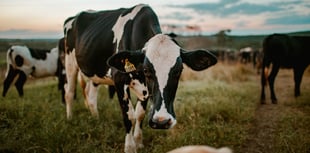 The search begins for Dairy Stockperson of the Year