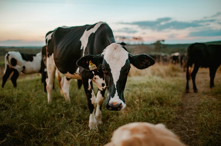 Dairy cows Photo by Helena Lopes: https://www.pexels.com/photo/cows-grazing-in-green-field-4731083/