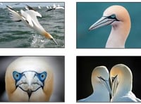 The Private Life of a Gannet - Wildlife Trust talk in Pembroke