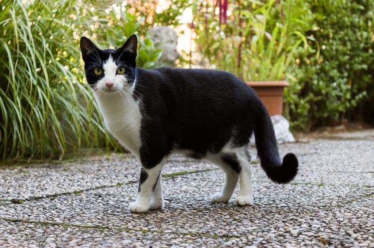 cat on gravel