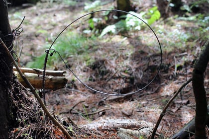 Delight as ban on barbaric animal traps comes into force in Wales