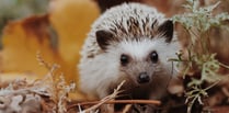 Hedgehog awareness