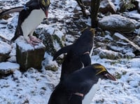 WATCH: Penguins - and other animals - in the snow in Pembrokeshire