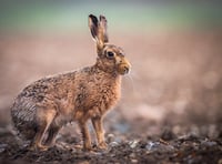 Tenby Camera Club - January news