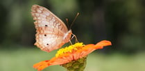 Creating Habitats in Your Garden - talk in Llanteg Hall