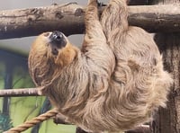 Sloth Nursery on the horizon at Folly Farm?