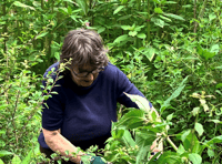 Call for volunteers to help protect rivers from invasive species