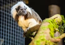 WATCH: Folly Farm welcomes breeding pair of critically endangered cotton-top tamarins