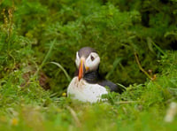 Discover the birds of Pembrokeshire with an expert birder