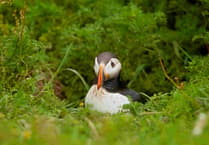 Next Thursday, discover the birds of Pembrokeshire with an expert birder