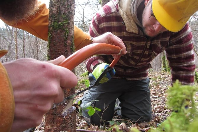 Woodlands carpentry course - coppicing